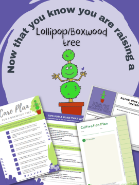 Now that you know you are raising a Lollipop/Boxwood tree