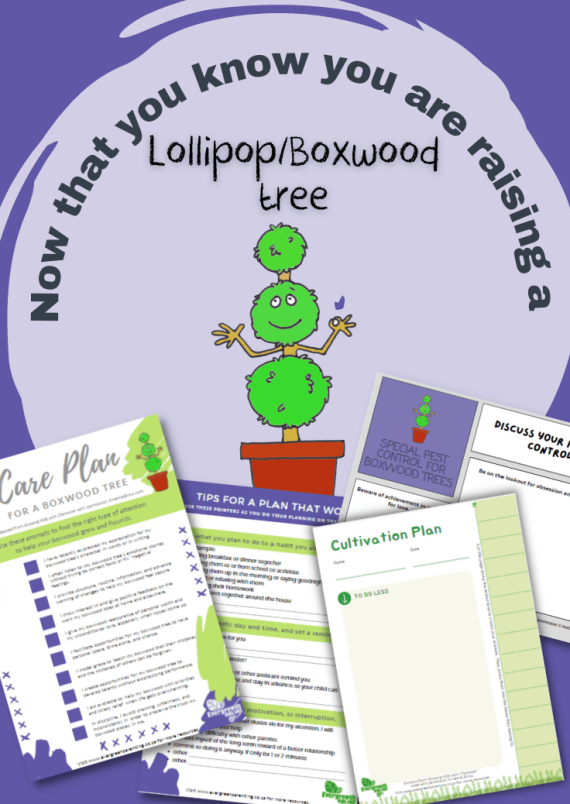 Now that you know you are raising a Lollipop/Boxwood tree