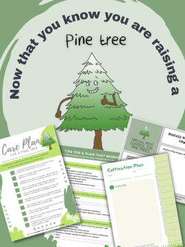 Now that you know you are raising a Pine tree