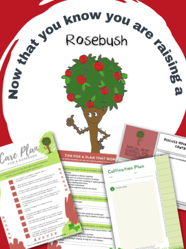 Now that you know you are raising a Rosebush